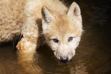 arctic wolf portrait