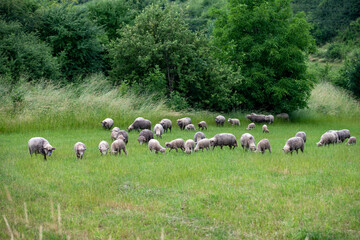 Obraz premium Sheep grazing on the green meadow. Animals kept in rural households.