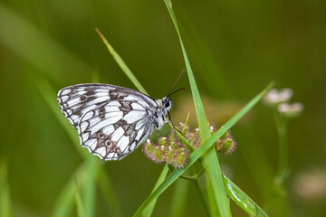 Satyridae / Orman Melikesi / / Melanargia galathea