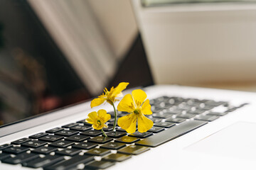 Laptop keyboard with yellow flower growing on it. Green IT computing concept. Carbon efficient...