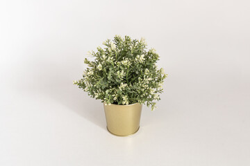 Plant in the gold pot on the white table. Minimalistic background