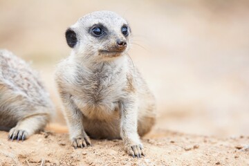 meerkat on guard