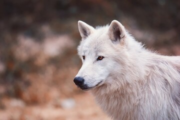 Obraz na płótnie Canvas arctic wolf portrait