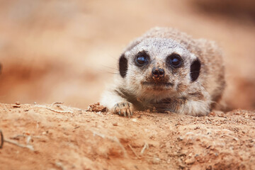 meerkat on the lookout