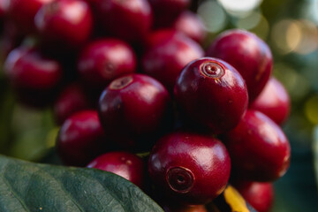 red coffee cherries on a branch
