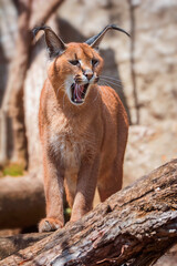 caracal in the zoo