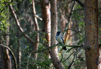 A black raven is sitting on a branch of a pine tree in the forest.