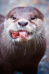 close up of a otter