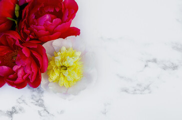Lush yellow and burgundy peony flowers on a white background on top. Dew drops on the petals of a peony.