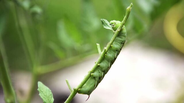 Slow motion adult Tobacco Hornworm (Manduca sexta) eating a tomato plant leaf while holding it with its front thoracic legs.