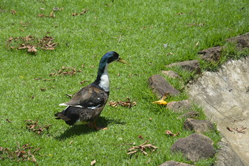 Caminhando ao paraíso