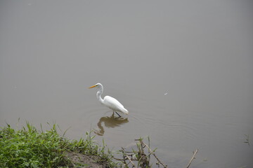 Garça e seu reflexo