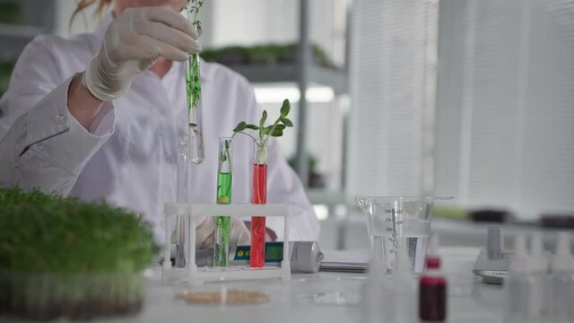 study of genetically modified plants, female scientist examines test tubes with reagent and micro greens in the laboratory, close-up