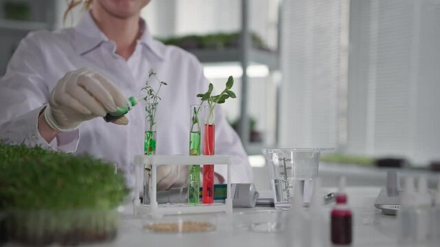 genetically modified plant, female scientist microbiologist examines seed sprouts with in test tubes sitting in laboratory, close-up