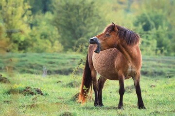 Fototapeta premium horse in the field