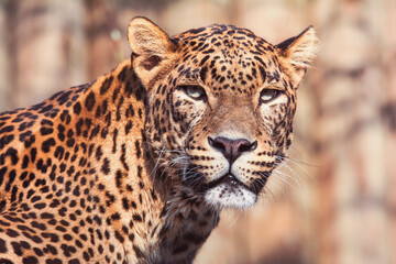 portrait of a leopard