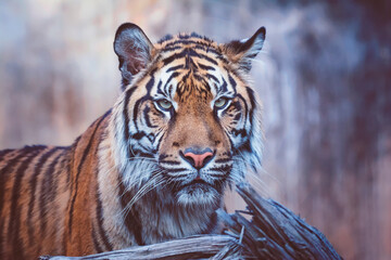 portrait of a tiger