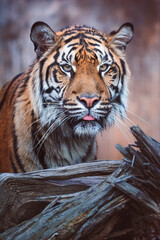 portrait of a tiger