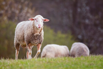 Obraz premium sheep and lambs