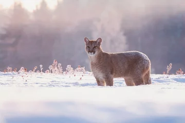 Foto op Plexiglas american cougar in winter © Sangur