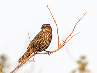 Female red-winged blackbird perched on a twig