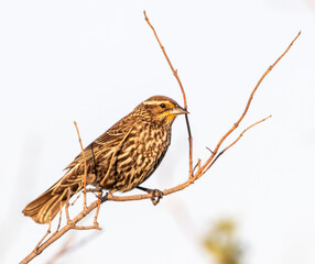 Female red-winged blackbird perched on a twig