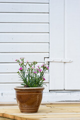 Fototapeta na wymiar Pot of flowers with white wooden wall background and door