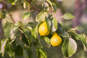Organic pears on tree branch. - 443510173
