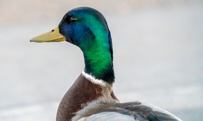 Mallard Duck Saskatchewan