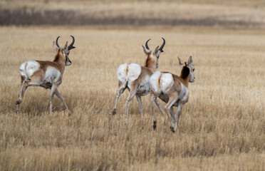 Pronghorn Antelope Saskatchewan