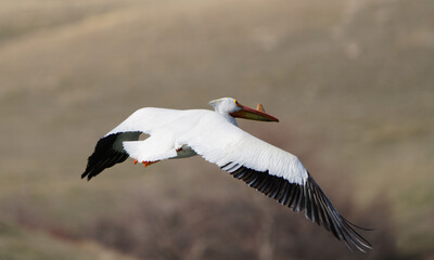 American Pelican Saskatchewan