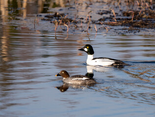Goldeneye Ducks Saskatchewan
