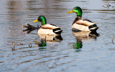 Mallard Duck Saskatchewan