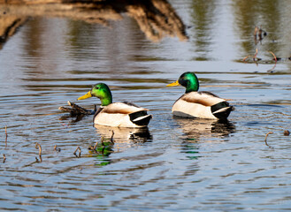 Obraz premium Mallard Duck Saskatchewan
