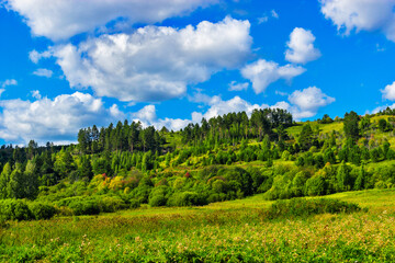 pine grove on a hill on a sunny summer day