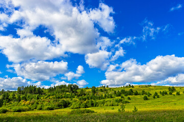 Obraz premium pine grove on a hill on a sunny summer day