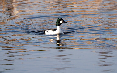 Goldeneye Ducks Saskatchewan