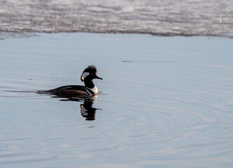 Hooded Merganser Ducks
