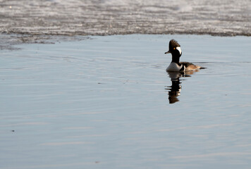 Hooded Merganser Ducks