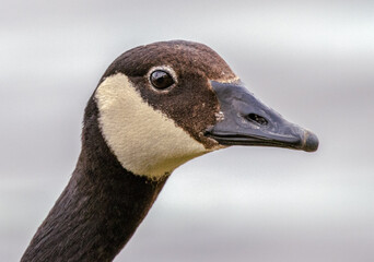 Obraz premium Closeup shot of a Canada goose's head with a white background