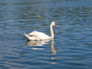 Swan and Reflections 