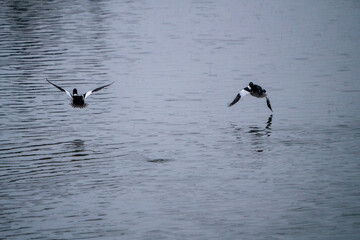 Goldeneye Ducks Saskatchewan