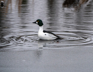 Goldeneye Ducks Saskatchewan