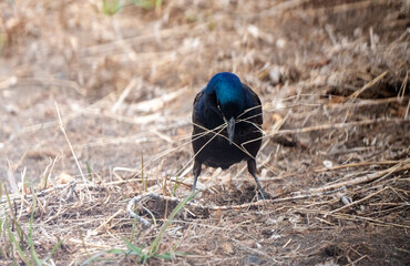 Balckbird Grackle on Ground