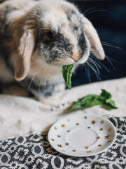 bunny rabbit pet eating basil leaves 
