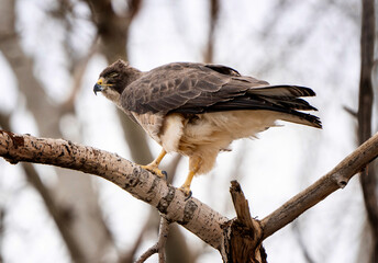 Hawk in Saskatchewan