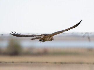 Hawk in Saskatchewan