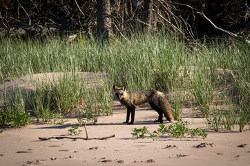 Wild Fox On Prince Edward Island Beach