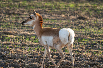Pronghorn Antelope Saskatchewan