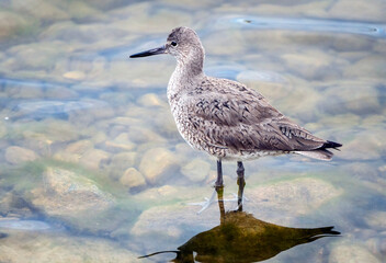 Godwit Saskatchewan Canada